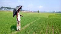 গোয়াইনঘাটে বৃষ্টির জন্য হাহাকার, কৃষকের কপালে চিন্তার ভাঁজ